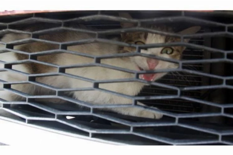 Bursa'da kedi kurtarma operasyonu