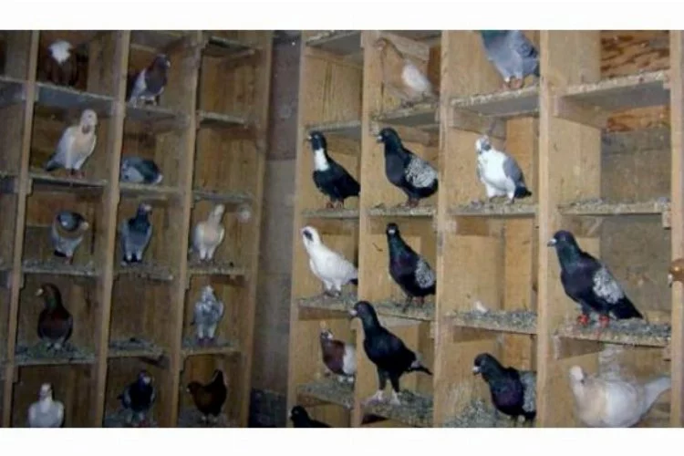 Bursa'da 35 bin TL'lik güvercinleri çaldılar