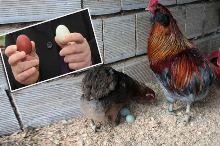 Bursa'da bu tavuklar renkli yumurtluyor