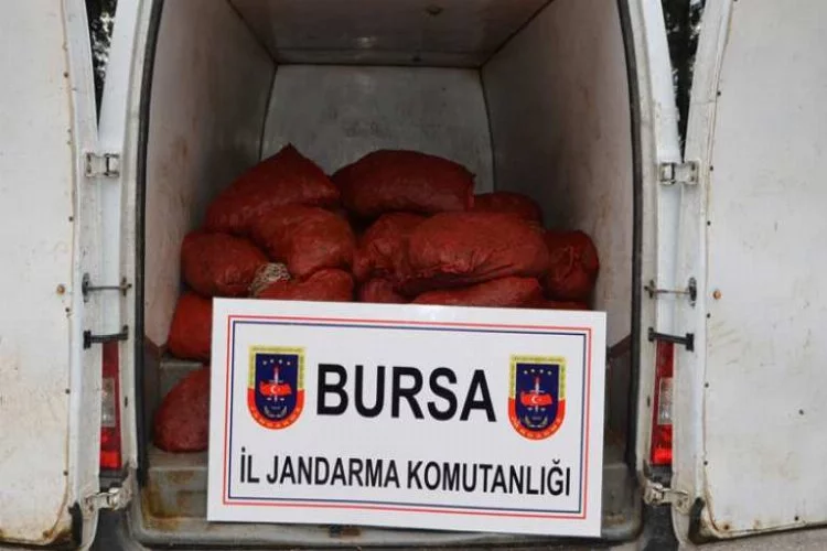 Bursa'da jandarma'dan midye operasyonu