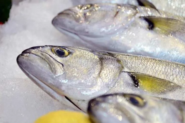 Bursa'da balık fiyatları el yakıyor