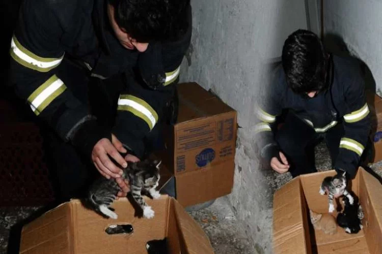 Bursa'da yavru kediler böyle kurtarıldı