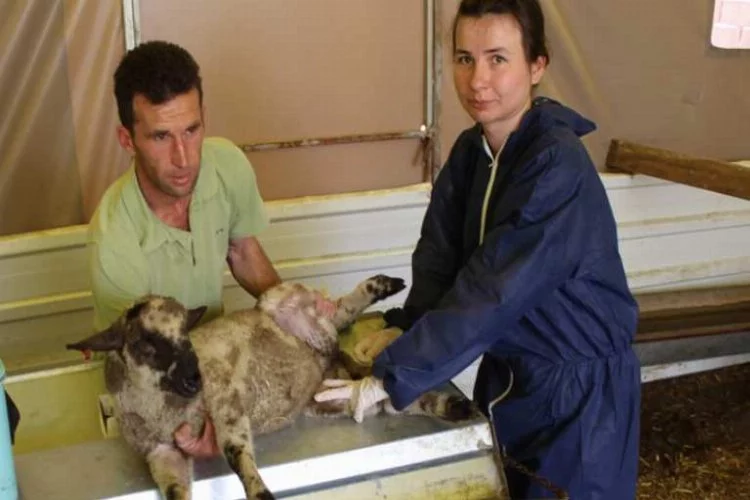 Hayvanların hayatını kurtaracak uygulama Bursa'da başladı