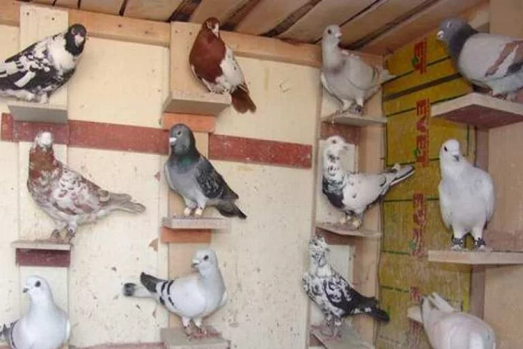 Bursa'da güvercin hırsızlığı!