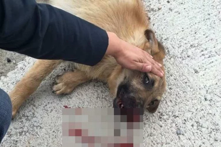 Sokak köpeği  kadın sürücü sayesinde ölümden döndü