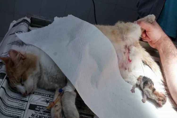 Bursa'da doğum yapan kediye köpek saldırdı