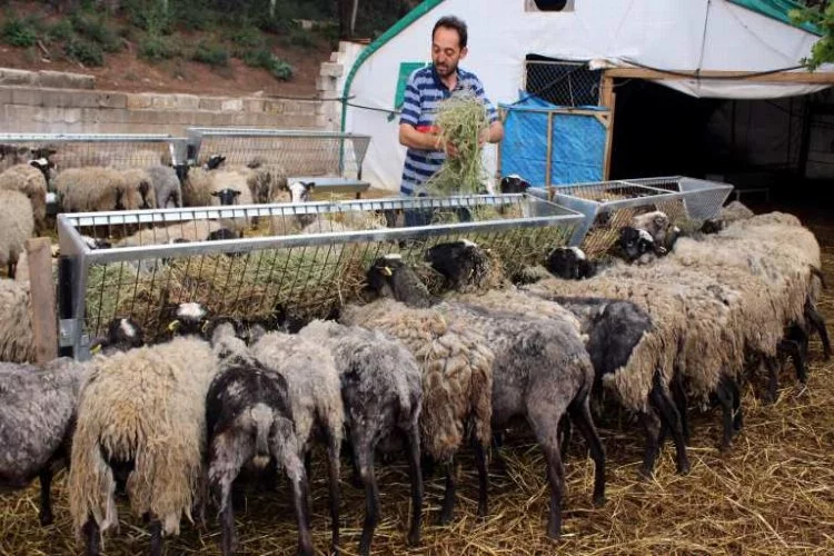 Bursalı girişimci o koyunlara gözü gibi bakıyor