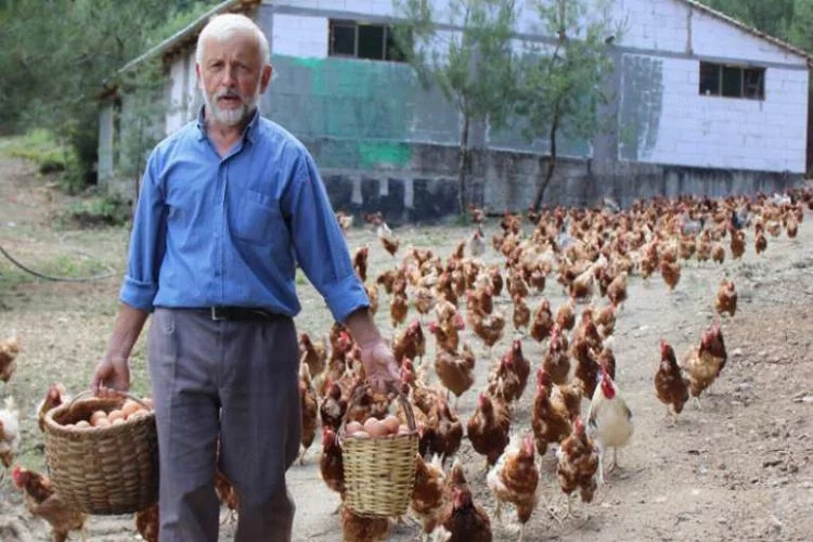 Bursa'da bu emekli tavukları peşinden koşturuyor!