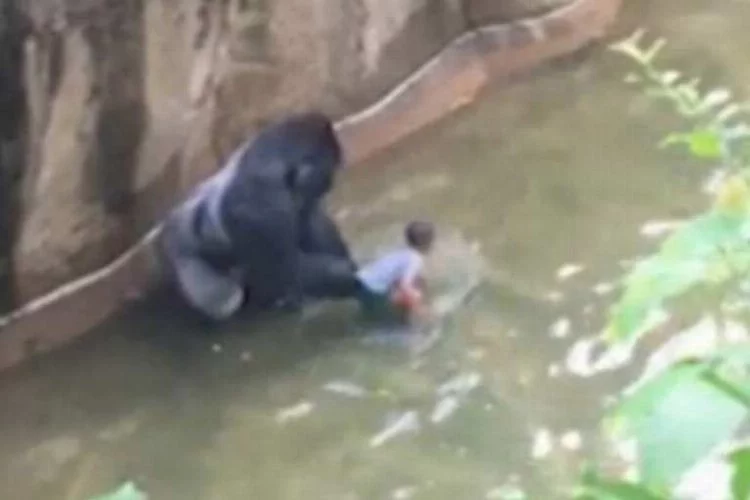  O goril aslında bebeği kurtarmak istemiş...