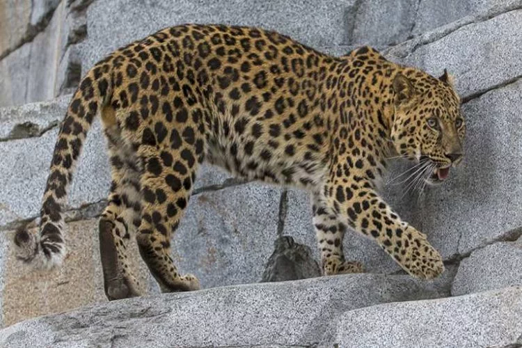 Kafesinden kaçan leoparı bakın nerede buldular?