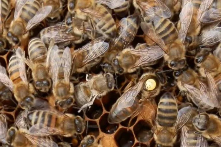 Uludağ eteklerinde arı bereketi