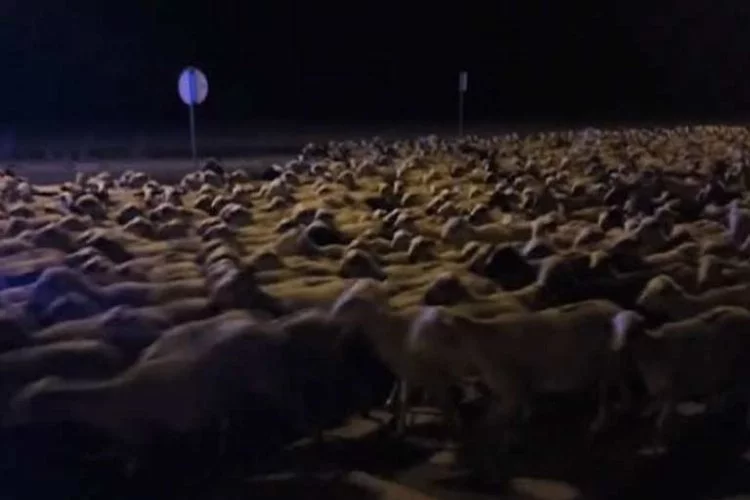 Çoban uyuyakalınca yüzlerce koyun...