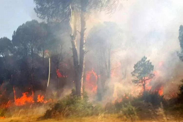 Belek'te korkutan orman yangını