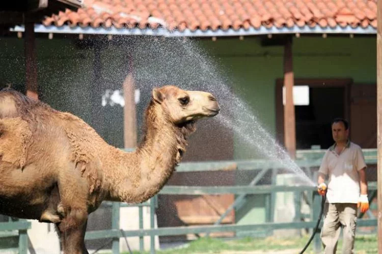 Bursa'da aşırı sıcaklar hayvanları da bunalttı