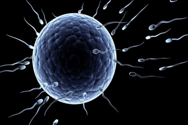 Sperm sayısını arttıran yiyecekler