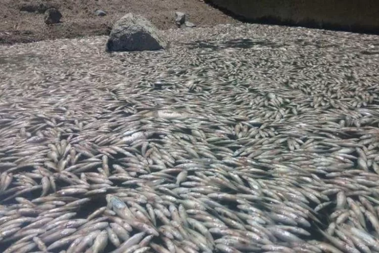 Bursa'da toplu balık ölümleri korkuttu