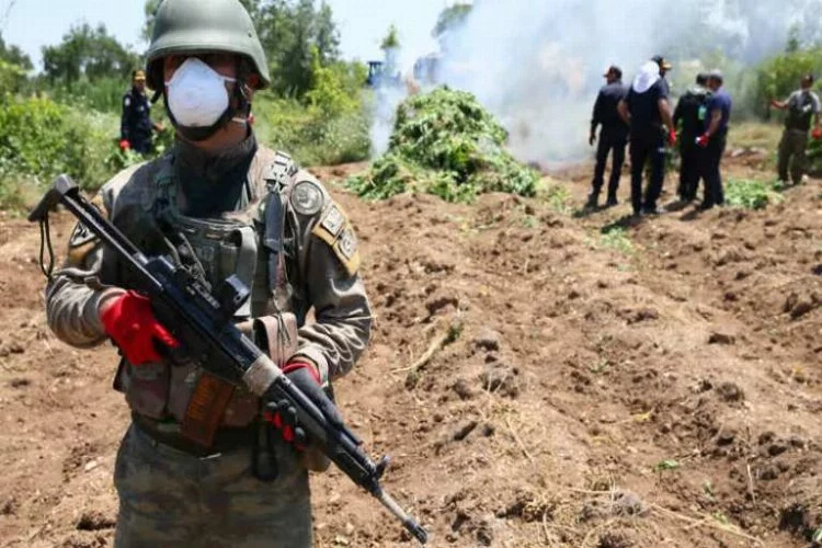 PKK'nın zehir tarlasına operasyon! 6 milyondan fazla...