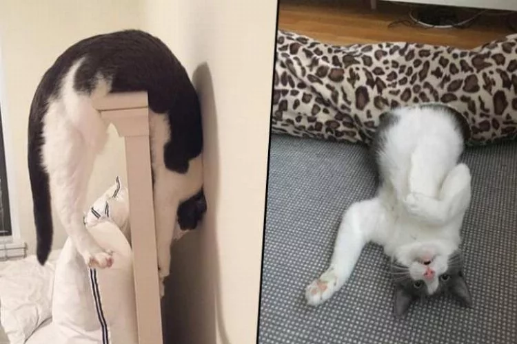 Baş belası kedi Instagram'ı yıktı geçti! Tam 30 bin...