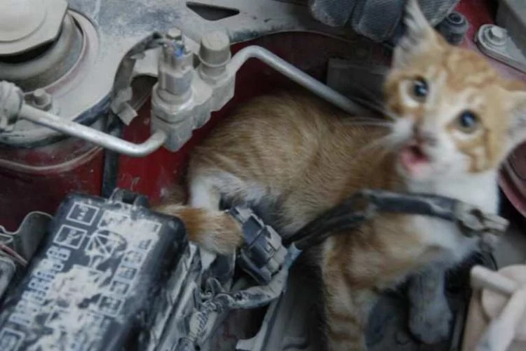 Otomobilde sıkışan kediyi çocuklar fark etti, itfaiye kurtardı