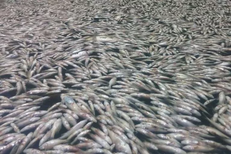 Toplu balık ölümleri TBMM gündeminde