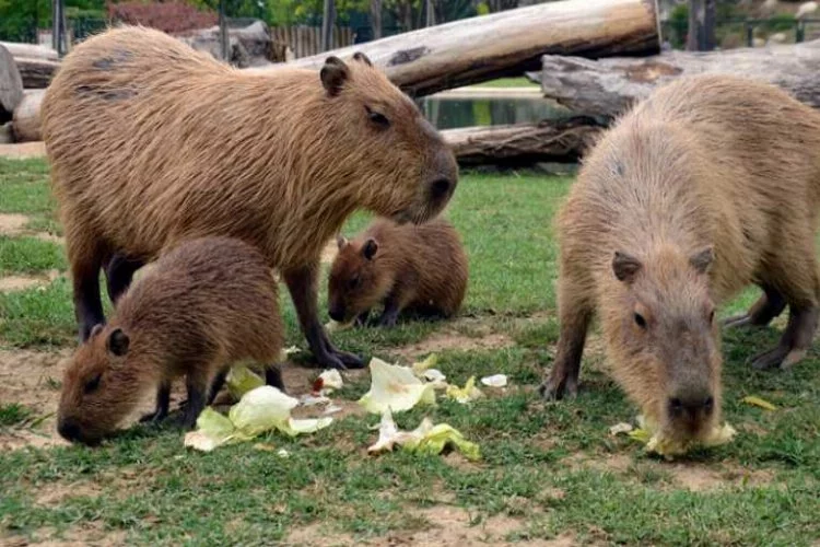 Yavru kapibaralar Bursa'yı şenlendirdi