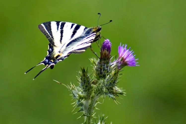 Bursalı fotoğrafçı kelebeklerin ömrünü uzatıyor
