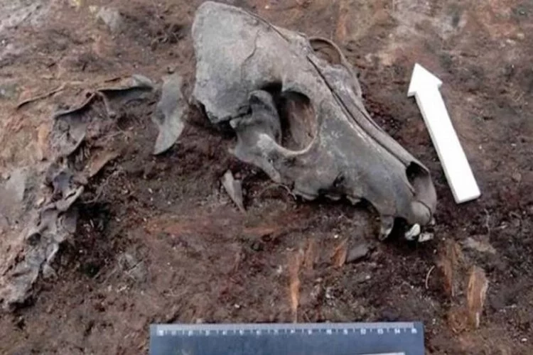 2 bin yıllık köpek mezarlığı bulundu