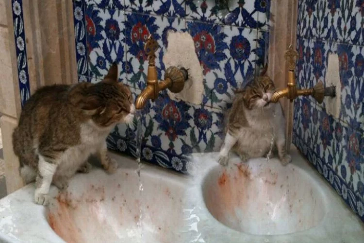 Bursa'da sıcaktan bunalan kedi bakın ne yaptı?