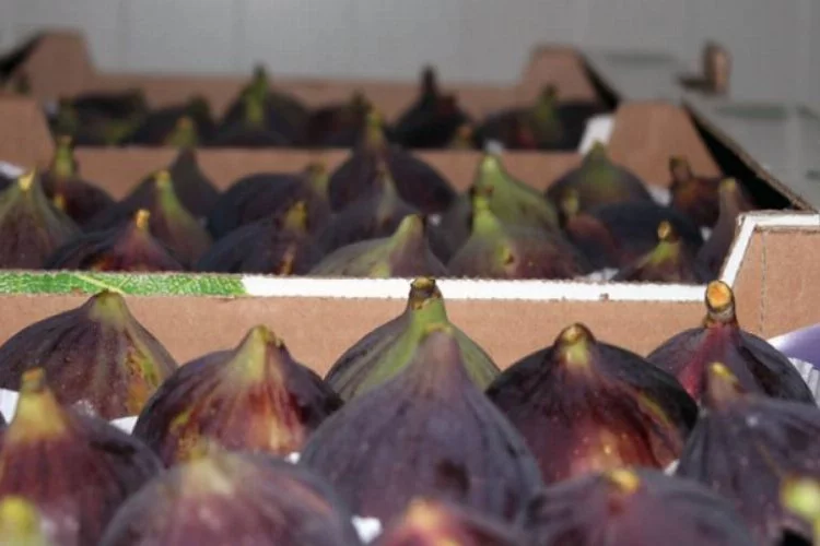 Bursa'nın meşhur siyah inciri depolarda çürüyor