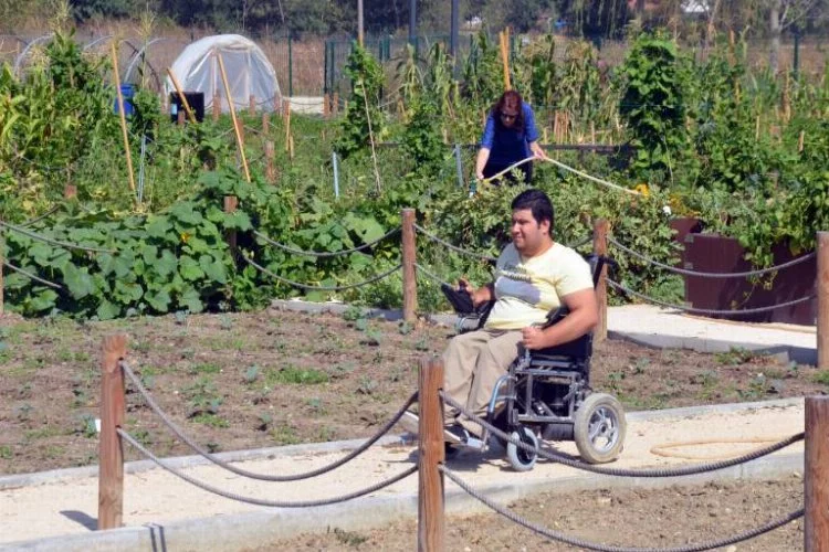 Bursa'da tekerlekli sandalyeyle tarlada hasat