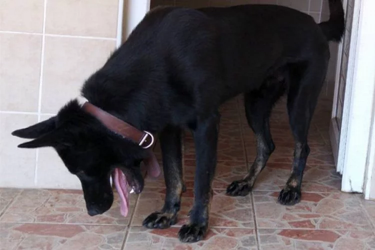 Bursa'nın bomba arama köpeği Rixo göreve başladı