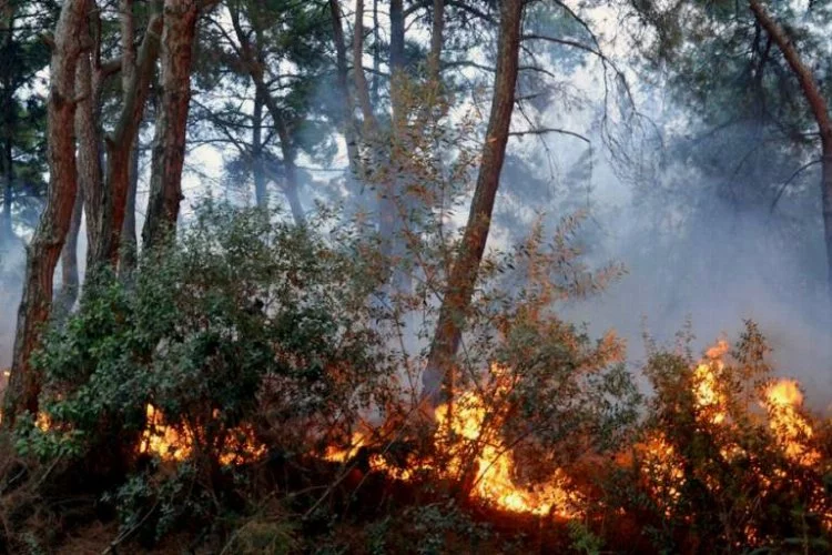 Bursa'da korkutan orman yangını