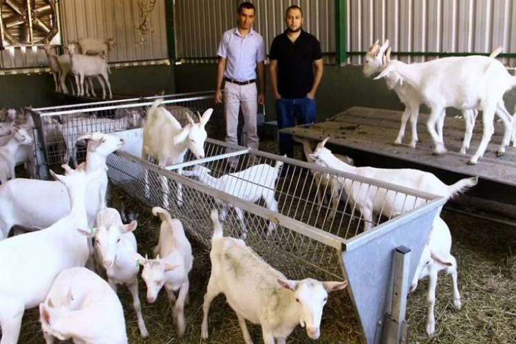 Bursa'da bu keçiler yılda 1 ton süt veriyor