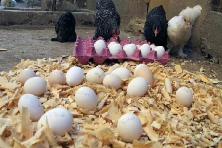 Bursa'da bu yumurtanın tanesi 30 lira