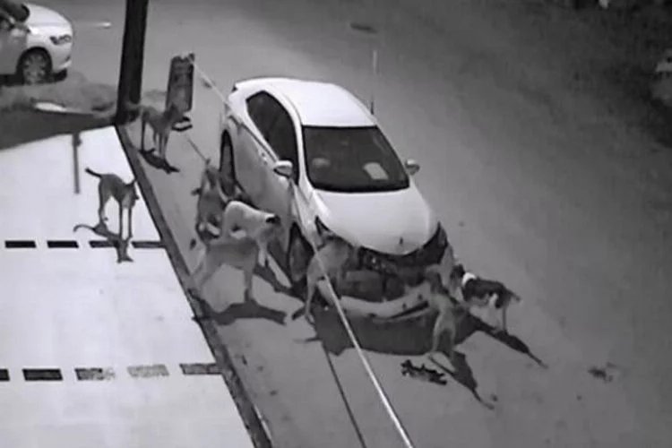Köpeklerin otomobile saldırmasının nedeni bakın neymiş
