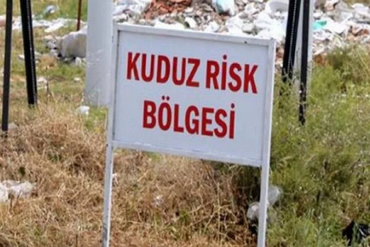 Bursa'da kuduz alarmı! Karantina uygulanıyor