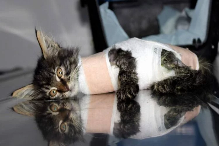 Bursa'da otomobilin ezdiği kediye protez bacak