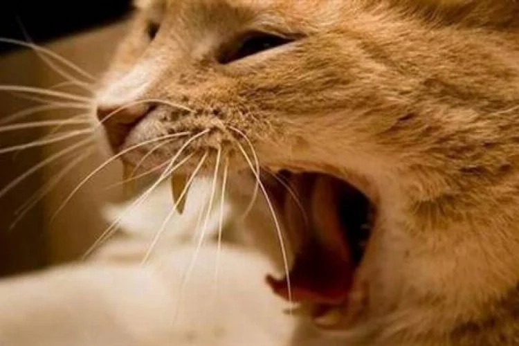 Afyon'da kuduz kedi alarmı!