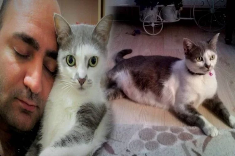Bursa'da kapı kapı gezip kayıp kedisini arıyor