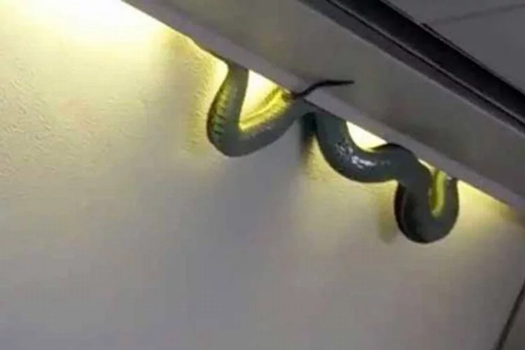 Yolcu uçağında yılan paniği!