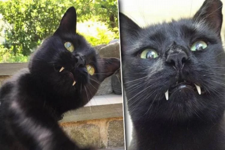 İnternetin yeni fenomeni: Vampir kedi