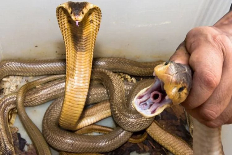 120 tane canlı kobra yılanı ele geçirildi