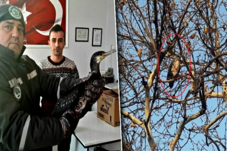 Bursa'da avcıların vurduğu yaralı kuş böyle kurtarıldı