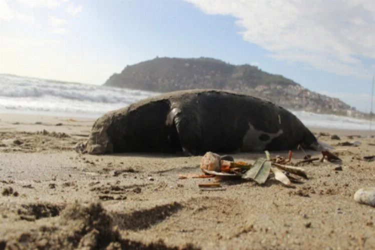 Ölü Akdeniz foku sahile vurdu