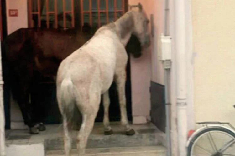 Ada'da şoke eden görüntü! Atlar kapılara dayandı