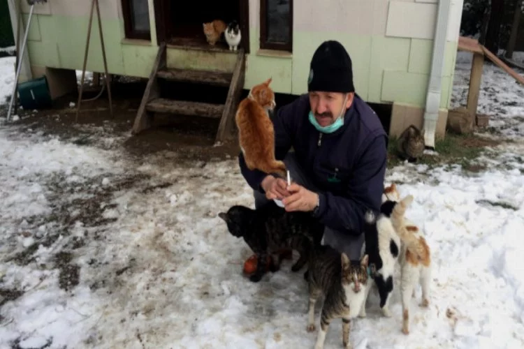 Bursa'da kediler kışı dubleks villada geçiriyor