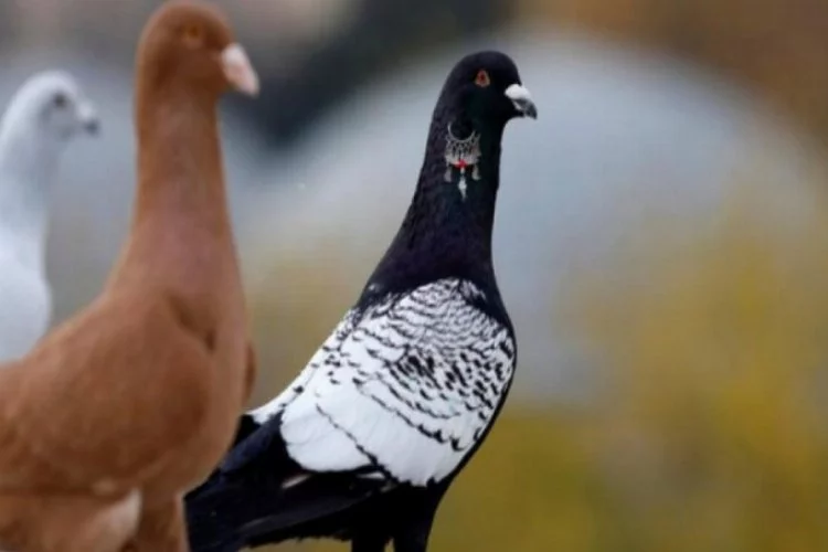 Dünya, Şanlıurfa'daki bu güvercinleri konuşuyor