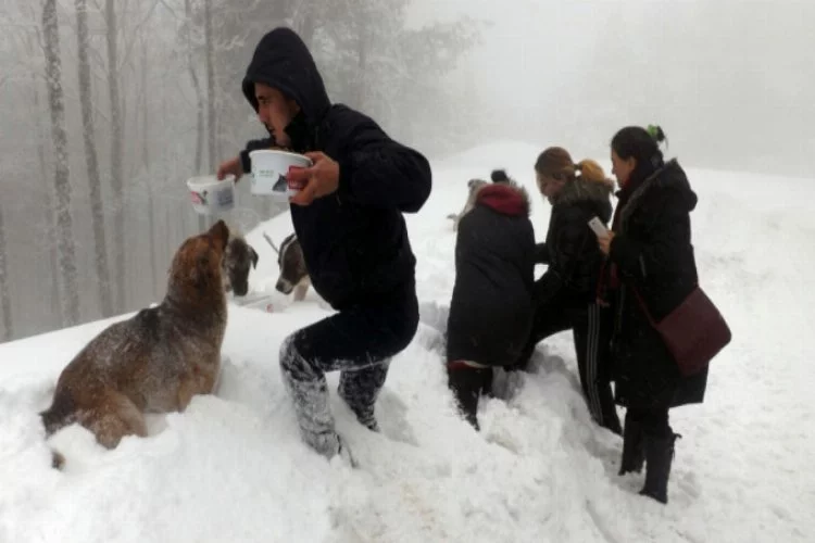 Karda sokak hayvanlarına sıcak yardım eli