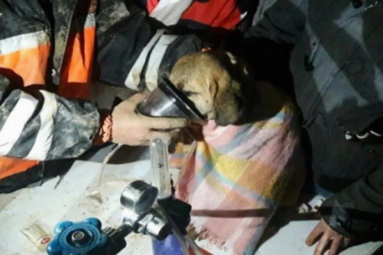 Kuyuya düşen yavru köpek 10 gün sonra kurtarıldı