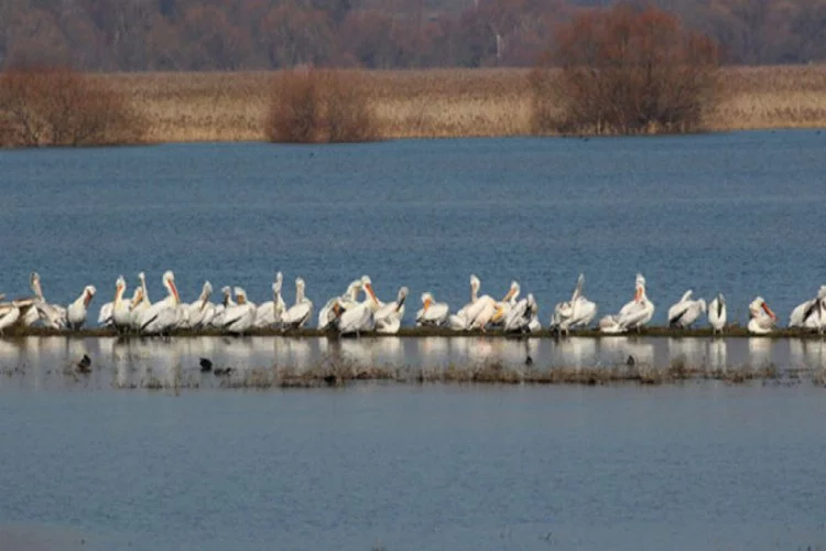 Bursa'da kış ortası 59 bin kuş sayıldı